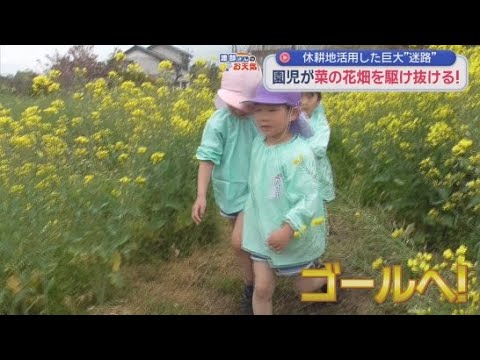 YouTube Video 菜の花の巨大な迷路に８０人の園児が挑戦　静岡・富士市