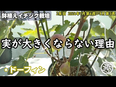 イチジクは太りますか？カロリーと分析