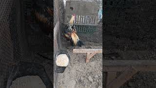 Download lagu kosem farm X Chiang Mai stag #2 mp3