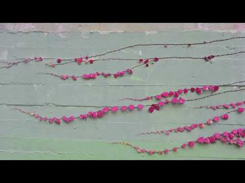 Bls a.k.a Rigor Mortis - El jardín de Venus (Prod. Rigor Mortis)