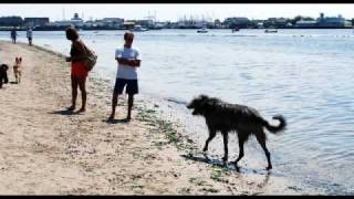 Dog Beach, Manasquan New Jersey Aug. 2009