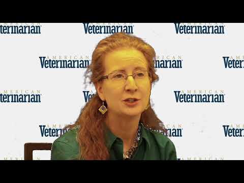 How Hospice Care Applies to Veterinary Medicine