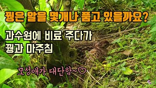 과수원에 비료를 주다가 꿩과 마주쳤습니다 꿩은 알을 몇개나 품고 있었을까요?