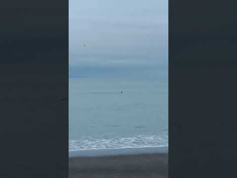 orca en la Ensenada Viedma Río Negro