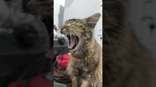 Download lagu mikiran apa??? ko beban bgt muka nyaa km kwwkw #catlove mp3