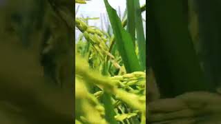 Download lagu VIDEO SAWAH AESTHETIC mp3 Download lagu VIDEO SAWAH AESTHETIC mp3