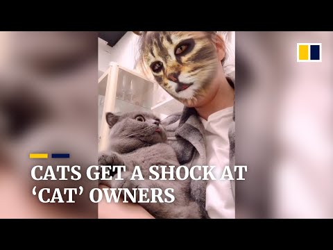 Cats get a shock when they see their ‘cat’ owners