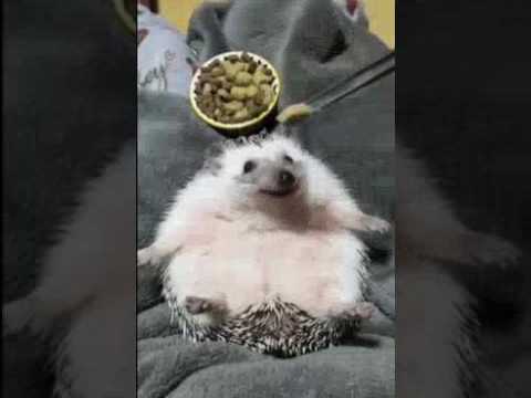 Sogno in merda un verme Seme di sesamo da vermi