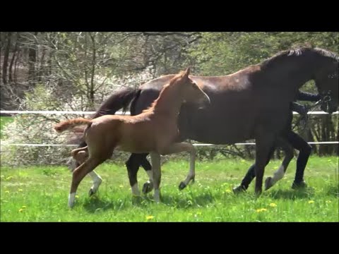 *2021 Hengst von Sezuan - Dancier (Halbbruder zu Vivino) SOLD!!!