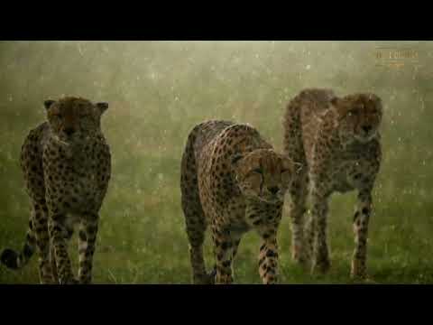 The Rains in Africa | Great Plains
