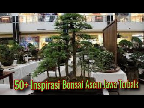 50+ inspirasi bonsai asem jawa terbaik di tahun 2021