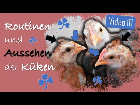 , title : 'Hühner 10 ♀️♂️ Küken Geschlecht an Kamm-Farbe & -Größe erkennen 🥚 Glucke legt wieder Eier 🐥 Routine'
