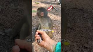 Download lagu The reaction of a baby monkey after realizing that the one holding it is not its mother mp3