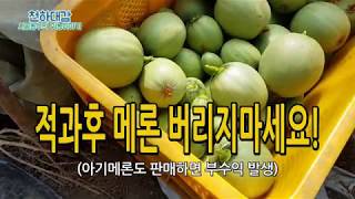 적과한 메론으로 부수익 천만원? 아기메론 활용법 장아찌 [시골농부 천하대감]