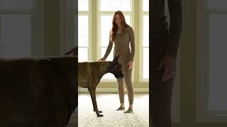 Best couple so much love #doglife #puppy #dogs #animals #video #shorts #love