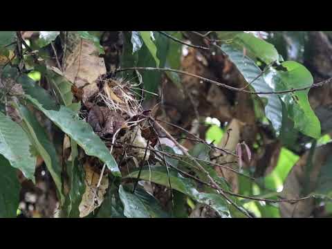 Timália modrooká (Cyanoderma erythropterum) — správanie, biotop a hlas