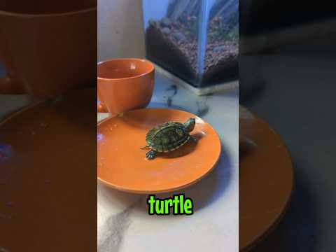How I feed my turtle 🐢