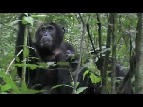 Uganda Travel Guide
