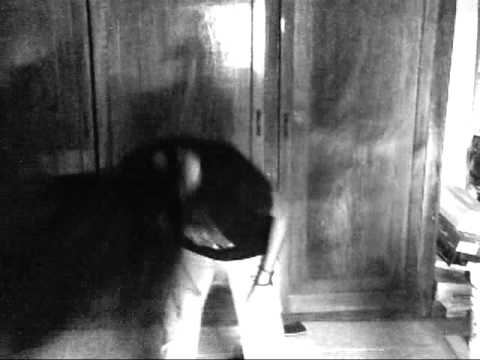 PIGTAILS - for the pigtailed lovers