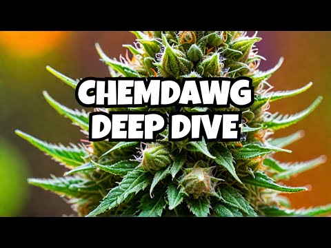 Chemdawg Cannabis Strain Review [Chemdog]