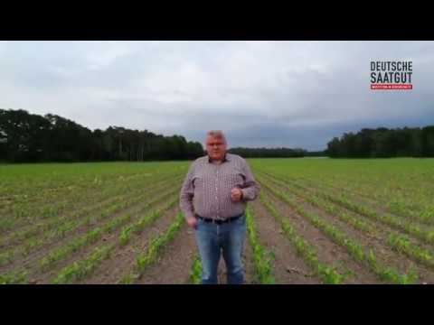 Erste Impressionen Mais