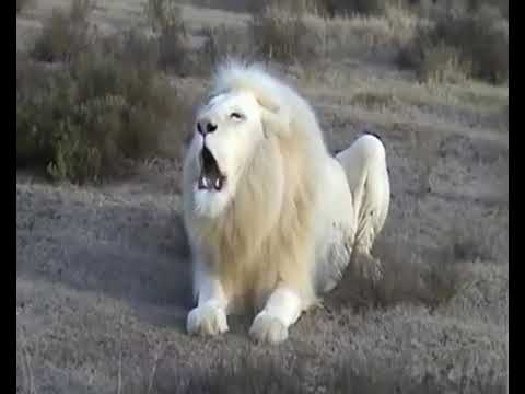 Leul Alb Cel Mai frumos animal