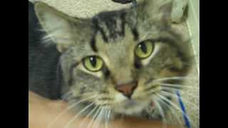 preview picture of video 'Smokey the Cat has a Purr that Will Make Your Heart Go Pitter-Pat'