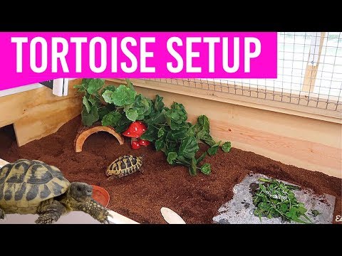 YouTube video about: Can you put fake plants in a tortoise tank?