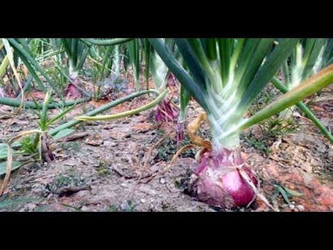 ভর মৌসুমেও নাগালে নেই পেঁয়াজের দাম