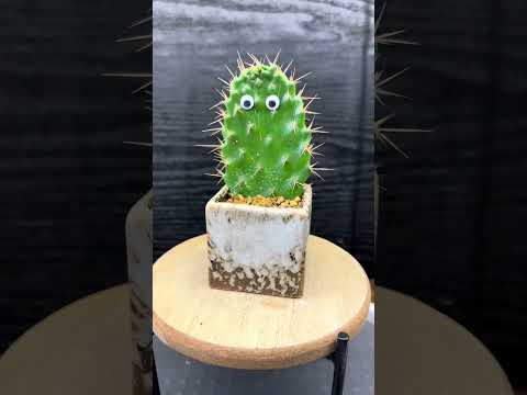 Spooky Cactus with Googly Eyes Pranks Desert Explorers!