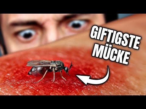 Giftigste Mücke in Europa! Das passiert, wenn sie dich sticht!