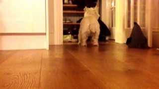 Dog doesn't like new kitchen floor