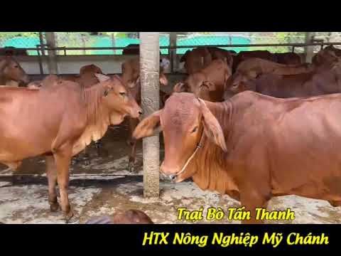 TRẠI BÒ TẤN THANH BẾN TRE - 0919 45 30 79