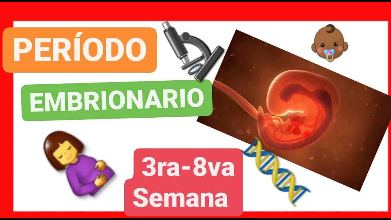 ✅ PERÍODO EMBRIONARIO | de la TERCERA a la OCTAVA SEMANA 📚 ORGANOGÉNESIS | EMBRIOLOGÍA HUMANA [2021]