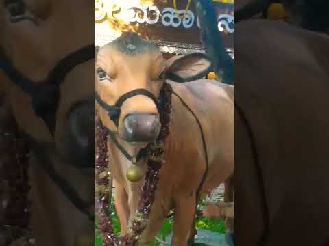 Nature of the beauty 💓💓💓#latest video