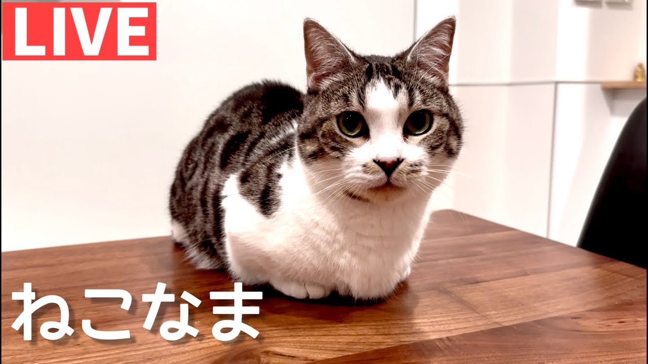 猫のライブ配信【ねこなま】生配信中！！