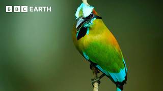 Turquoise-Browed Motmot Attempts to Find Nest Site at Crowded Cenote | Wild Mexico | BBC Earth