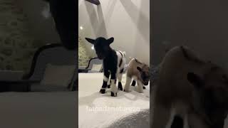 Mini cabra #animais #naturaleza #curiosidades #maedepet