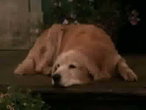 Zurück nach Hause - Die unglaubliche Reise