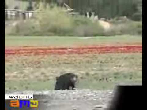 merabishvili kvavilebs kreps