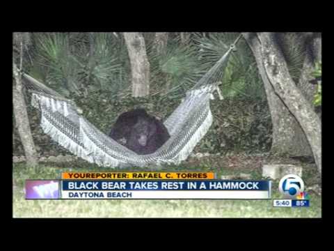 L'orso bruno che dorme sull'amaca a Daytona Beach