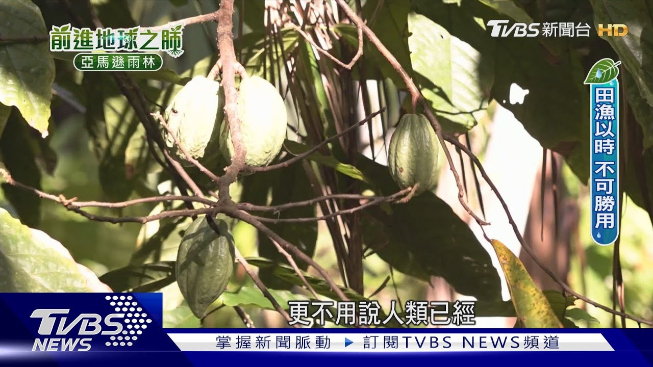 不砍雨林、年年採收!超級食物「巴西莓」年產值560億 經濟保育兩全