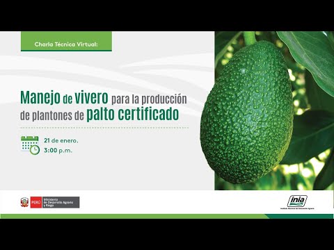 Manejo de vivero para la producción de plantones de palto certificado