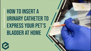 How to Insert a Urinary Catheter to Express your Pet