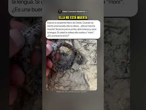 ¿Ella es Una Buena Actriz? #curiosidades #misterios