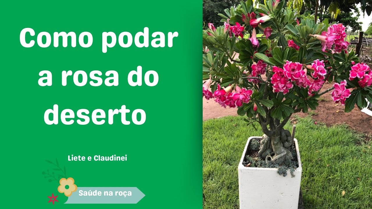 Como podar a rosa do deserto
