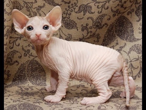 Animal Planet  :  Cats 101 ~ Sphynx