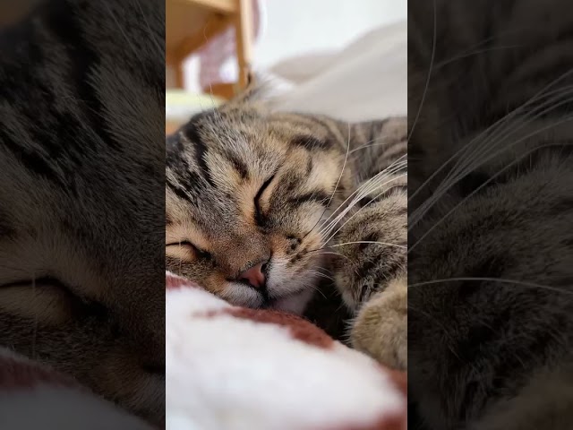 Vídeo relacionado con Gato yo no Ronco ronroneo Pijamas durmiendo Manga Larga