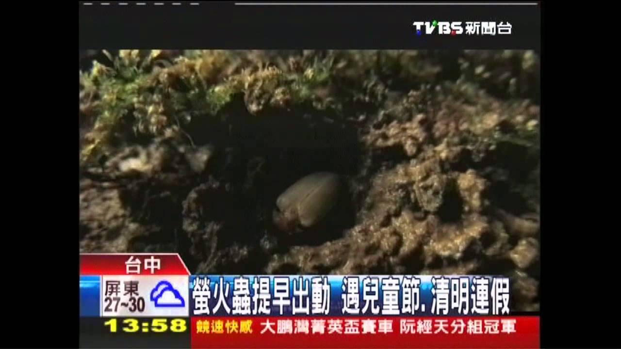 螢火蟲提早出動 遇兒童節、清明連假