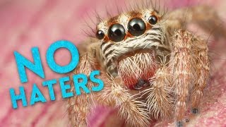 What If All The Spiders Disappeared?